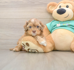 7 week old Shih Poo Puppy For Sale - Florida Fur Babies