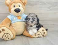 8 week old Shih Poo Puppy For Sale - Florida Fur Babies