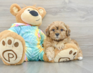 6 week old Shih Poo Puppy For Sale - Florida Fur Babies