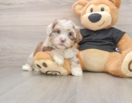 5 week old Shih Poo Puppy For Sale - Florida Fur Babies