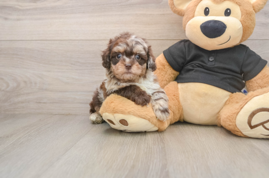 Adorable Shihpoo Poodle Mix Puppy
