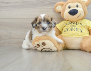 8 week old Shih Poo Puppy For Sale - Florida Fur Babies