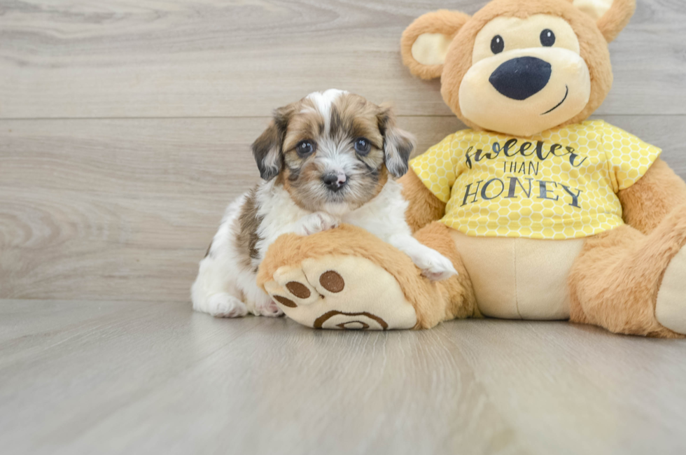 7 week old Shih Poo Puppy For Sale - Florida Fur Babies