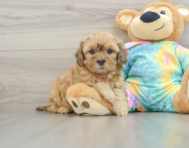 6 week old Shih Poo Puppy For Sale - Florida Fur Babies