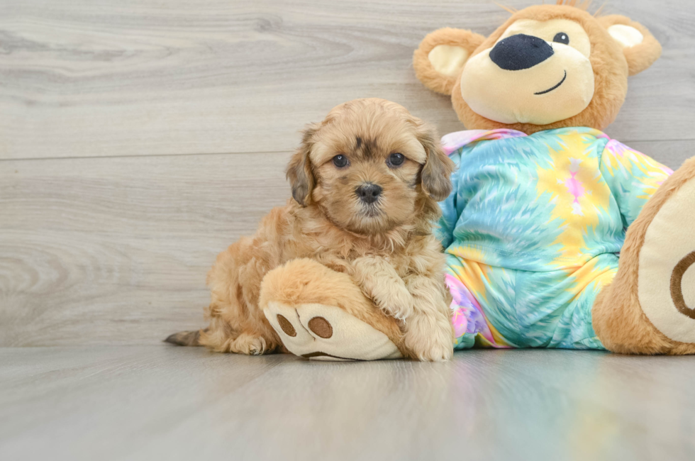 7 week old Shih Poo Puppy For Sale - Florida Fur Babies