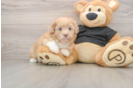 Funny Shih Poo Poodle Mix Pup