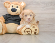 5 week old Shih Poo Puppy For Sale - Florida Fur Babies