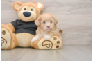Energetic Shihpoo Poodle Mix Puppy