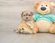 7 week old Shih Poo Puppy For Sale - Florida Fur Babies