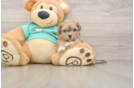 Best Shih Poo Baby