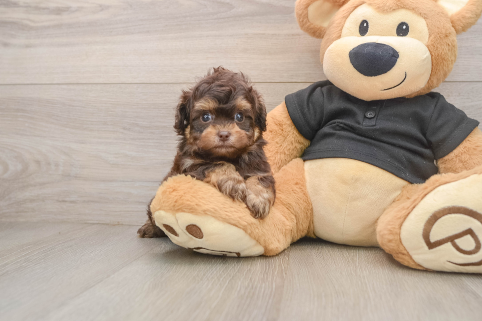 Petite Shih Poo Poodle Mix Pup