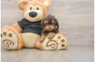 Energetic Shihpoo Poodle Mix Puppy