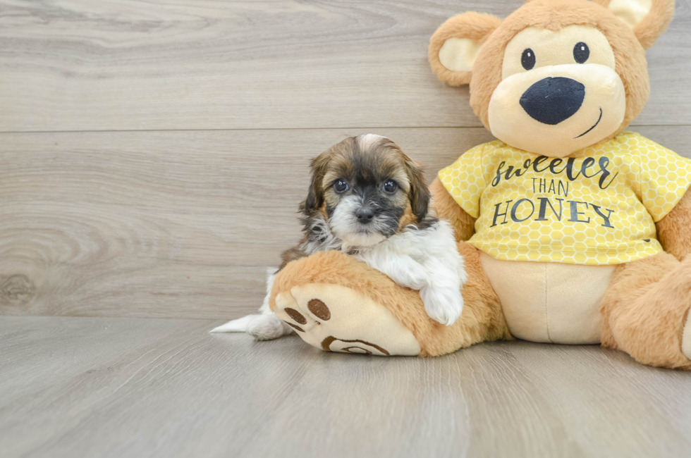 7 week old Shih Poo Puppy For Sale - Florida Fur Babies