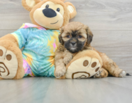 10 week old Shih Poo Puppy For Sale - Florida Fur Babies