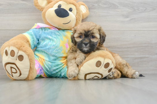 Shih Poo Pup Being Cute