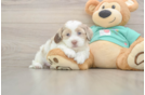 Best Shih Poo Baby