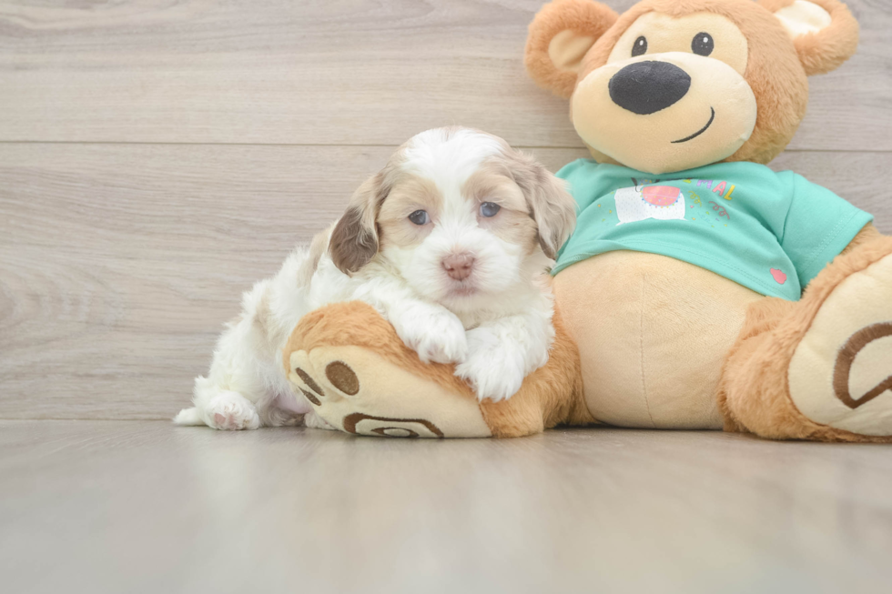 Best Shih Poo Baby