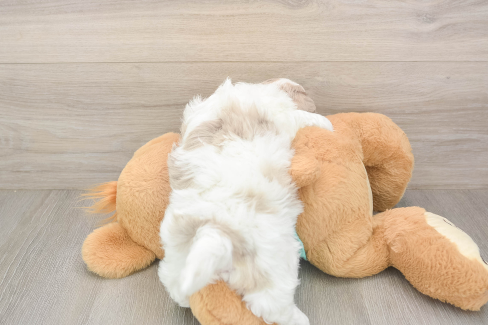Shih Poo Pup Being Cute