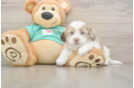 Energetic Shihpoo Poodle Mix Puppy