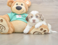 7 week old Shih Poo Puppy For Sale - Florida Fur Babies 7 week old Shih Poo Puppy For Sale - Florida Fur Babies
