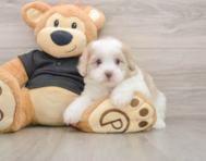 7 week old Shih Poo Puppy For Sale - Florida Fur Babies