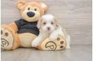 Energetic Shih Poo Poodle Mix Puppy