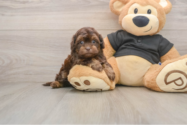 Fluffy Shih Poo Poodle Mix Pup