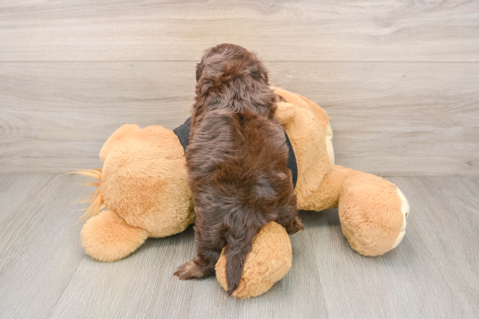 Best Shih Poo Baby