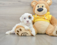 9 week old Shih Poo Puppy For Sale - Florida Fur Babies