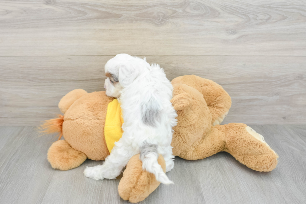 Shih Poo Puppy for Adoption