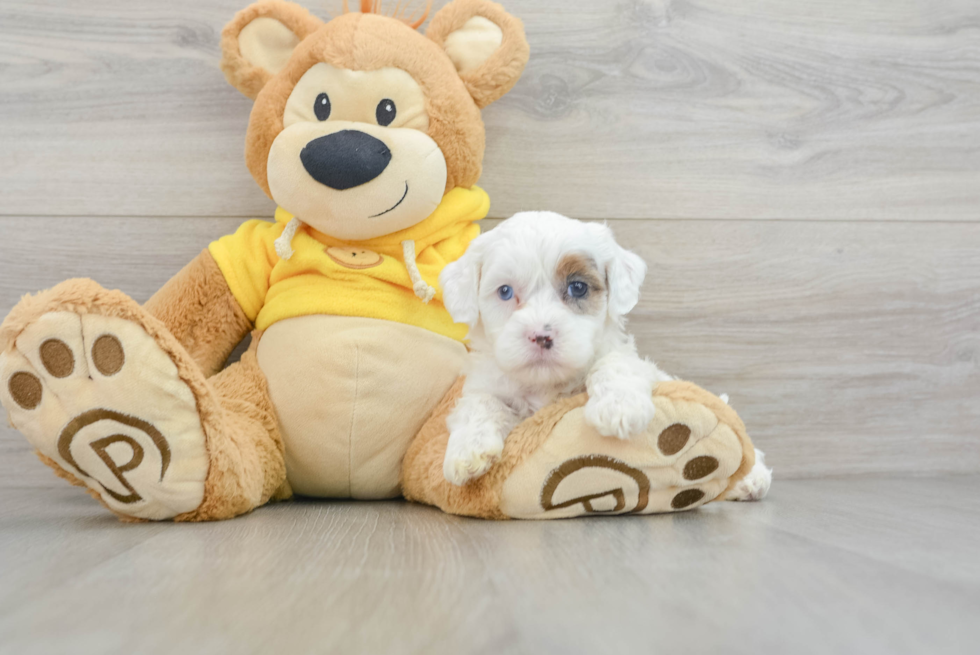 Best Shih Poo Baby