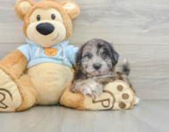 8 week old Shih Poo Puppy For Sale - Florida Fur Babies