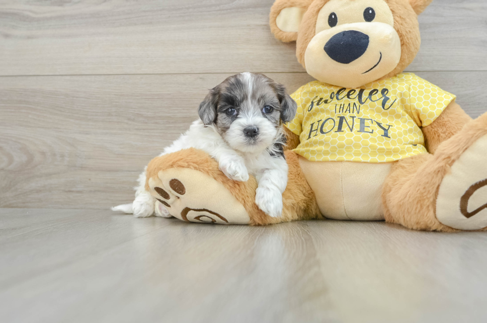 7 week old Shih Poo Puppy For Sale - Florida Fur Babies