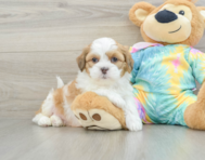 6 week old Shih Poo Puppy For Sale - Florida Fur Babies