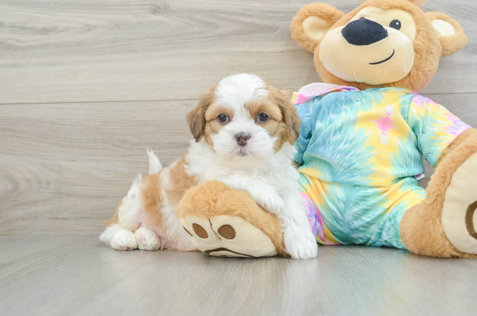 7 week old Shih Poo Puppy For Sale - Florida Fur Babies