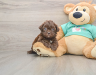6 week old Shih Poo Puppy For Sale - Florida Fur Babies