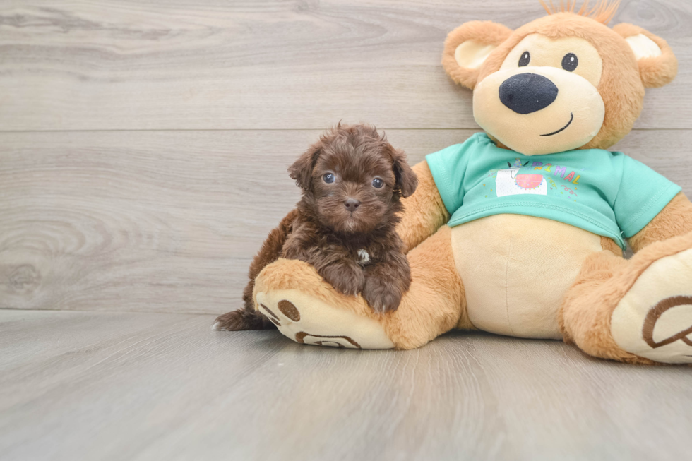 Shih Poo Puppy for Adoption