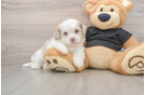 Shih Poo Pup Being Cute