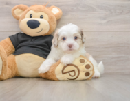 5 week old Shih Poo Puppy For Sale - Florida Fur Babies