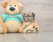 8 week old Shih Poo Puppy For Sale - Florida Fur Babies