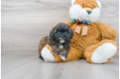 Meet Elijah - our Shih Poo Puppy Photo 2/3 - Florida Fur Babies