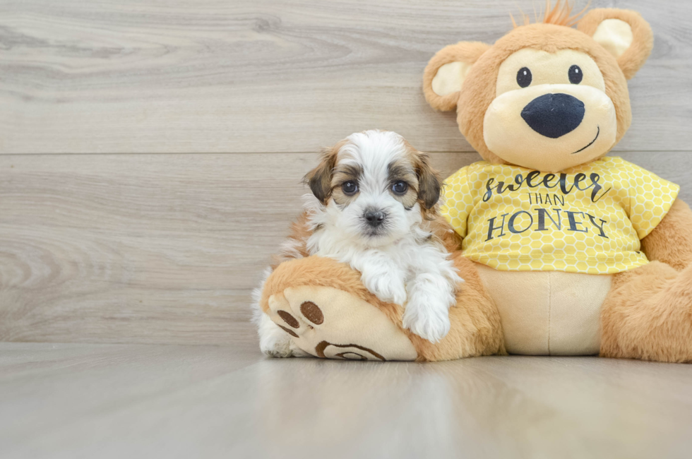 7 week old Shih Poo Puppy For Sale - Florida Fur Babies