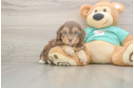 Shih Poo Puppy for Adoption