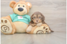 Sweet Shih Poo Baby