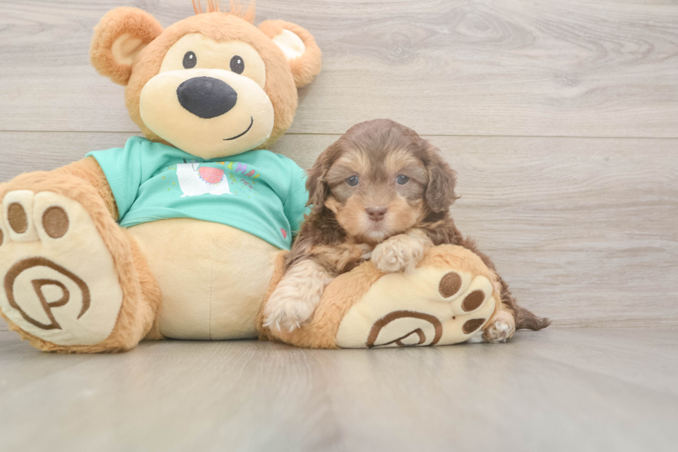 Sweet Shih Poo Baby