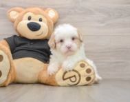 7 week old Shih Poo Puppy For Sale - Florida Fur Babies