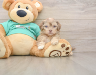 9 week old Shih Poo Puppy For Sale - Florida Fur Babies