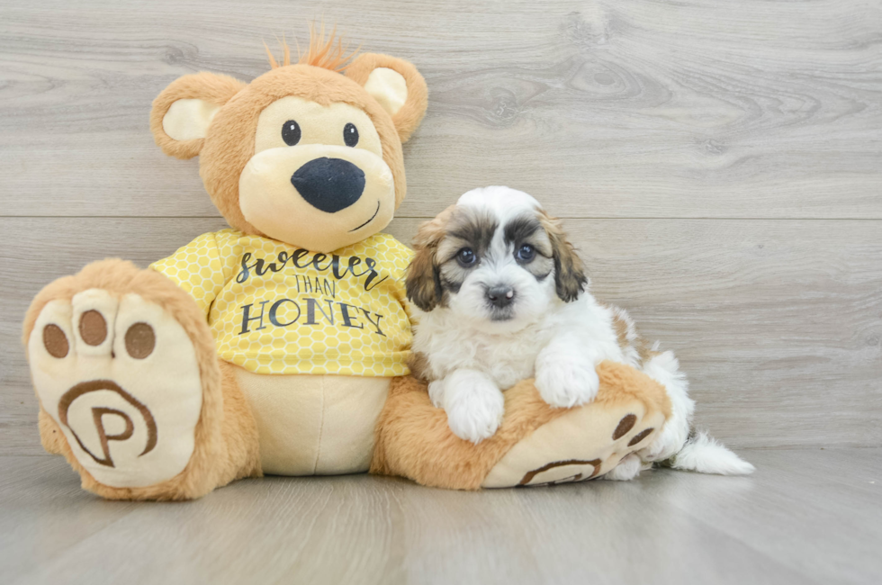 7 week old Shih Poo Puppy For Sale - Florida Fur Babies