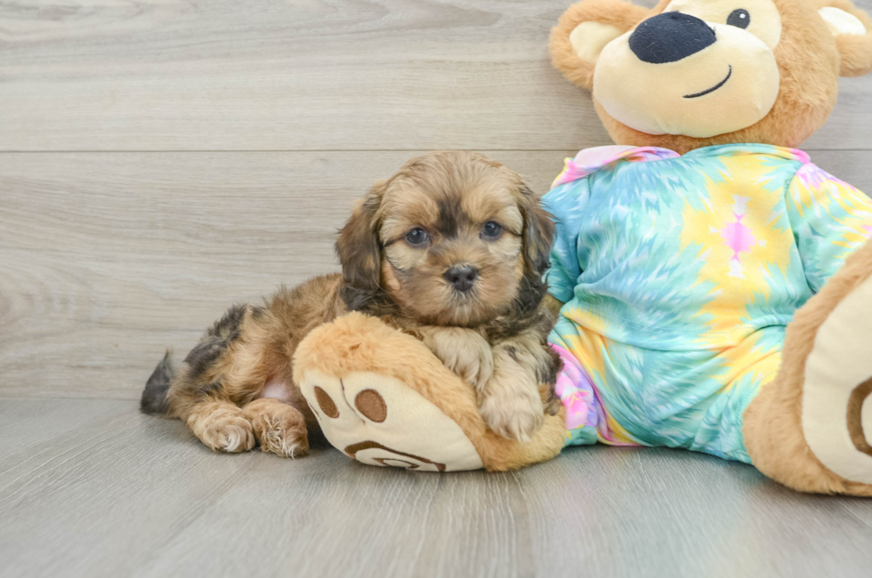 7 week old Shih Poo Puppy For Sale - Florida Fur Babies