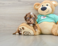 7 week old Shih Poo Puppy For Sale - Florida Fur Babies